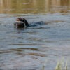 HP and G Training Tool Green Wing Teal