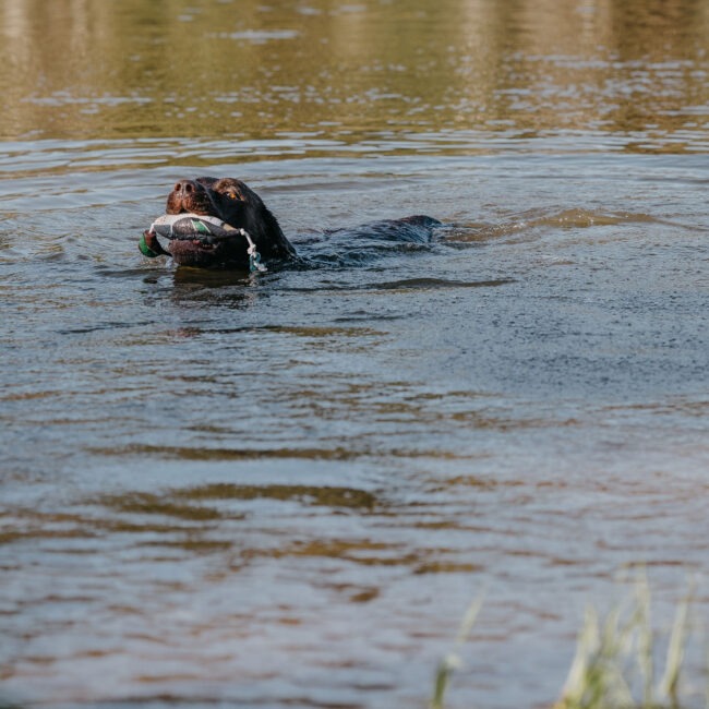 HP and G Training Tool Green Wing Teal